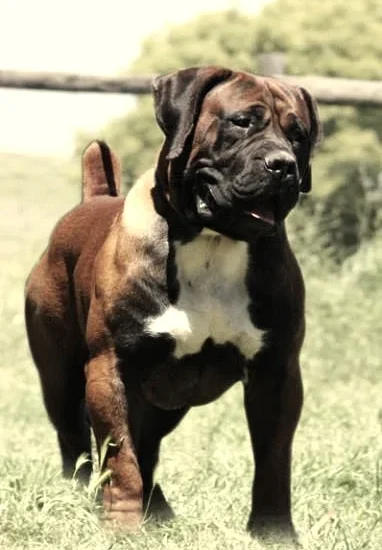 Boerboel Fell Boerboel Fell