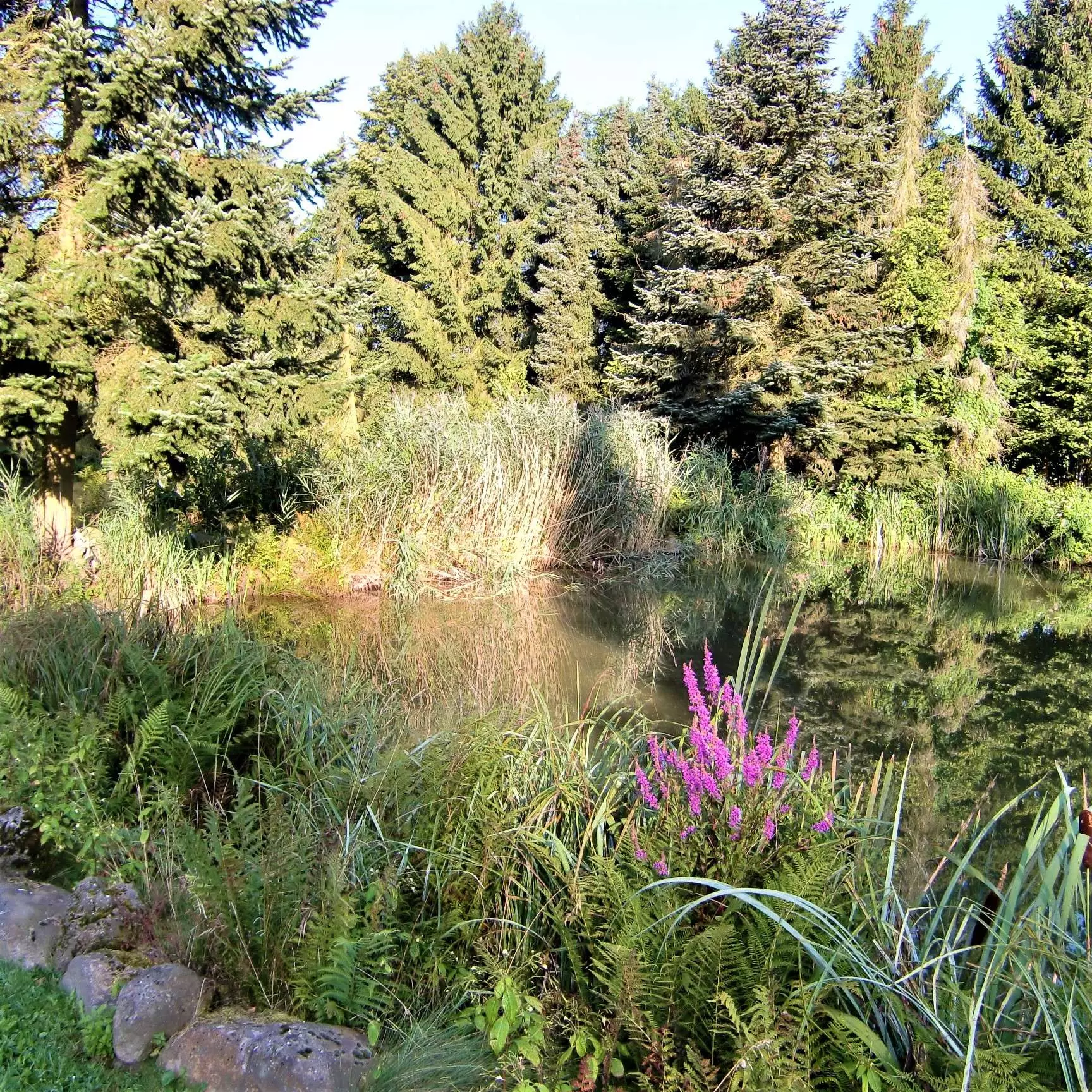 Boerboel Gartenteich mit Wald und Blumen Boerboel Gartenteich mit Wald und Blumen