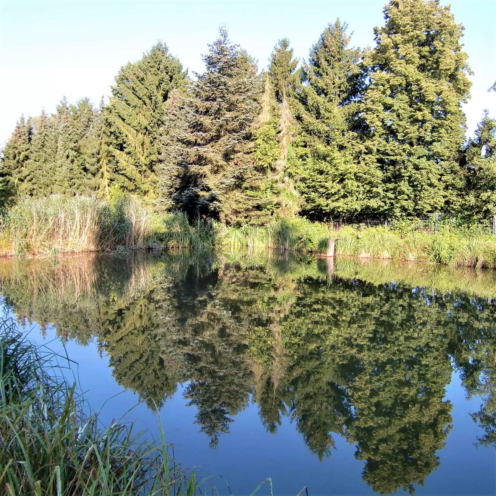 Boerboel Gartenteich mit Wald Boerboel Gartenteich mit Wald