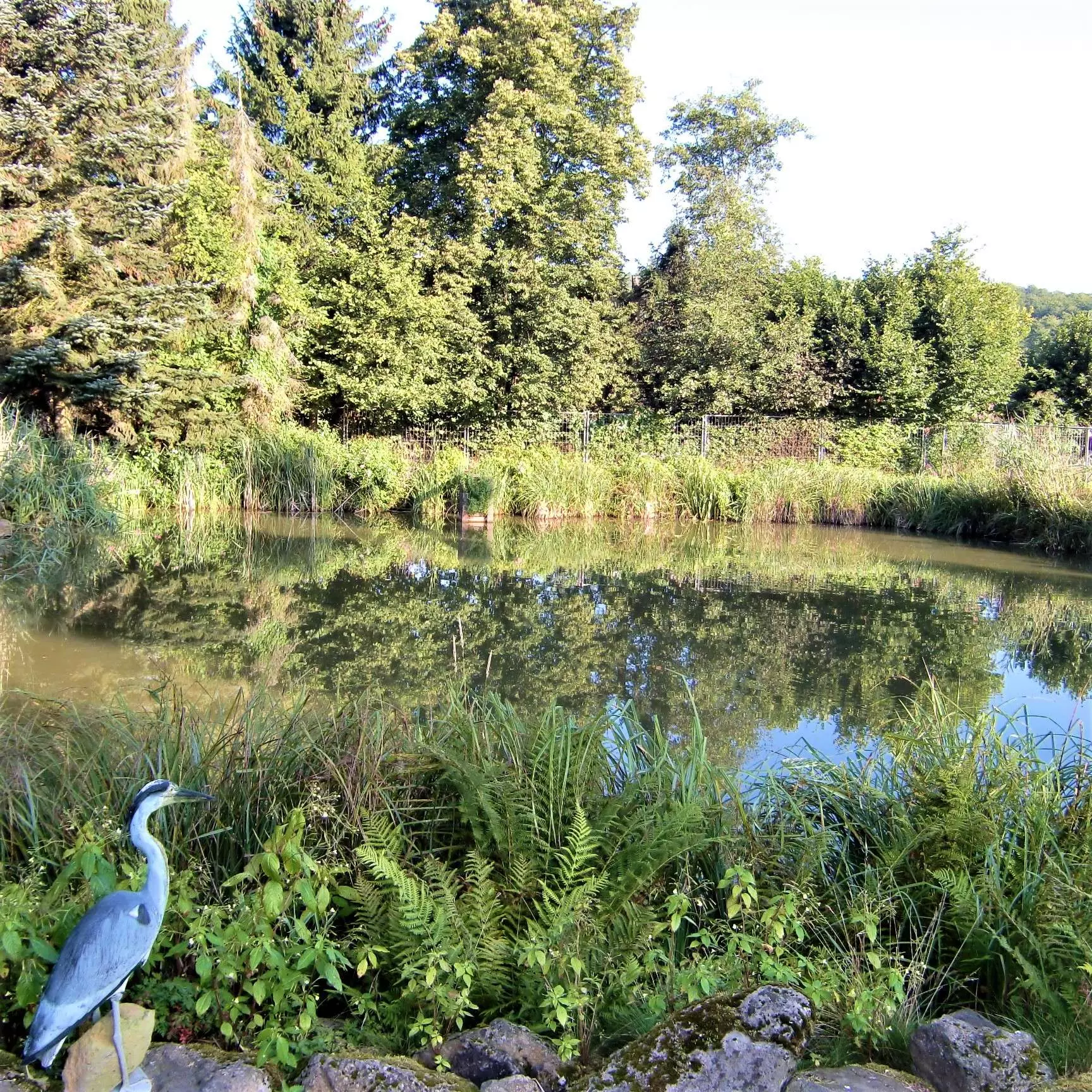 Boerboel Garten Boerboel Garten