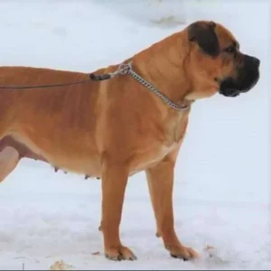 Pancer Tabitha Boerboel Hündin