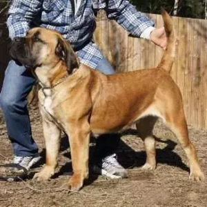 Pancer Tabitha Boerboel Hündin