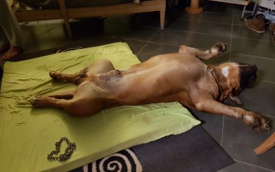 Boerboel Rücken Ohnmächtig