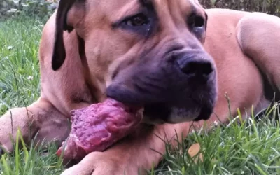 Boerboel Gesundheit - Futter