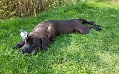 Boerboel Angus Flasche