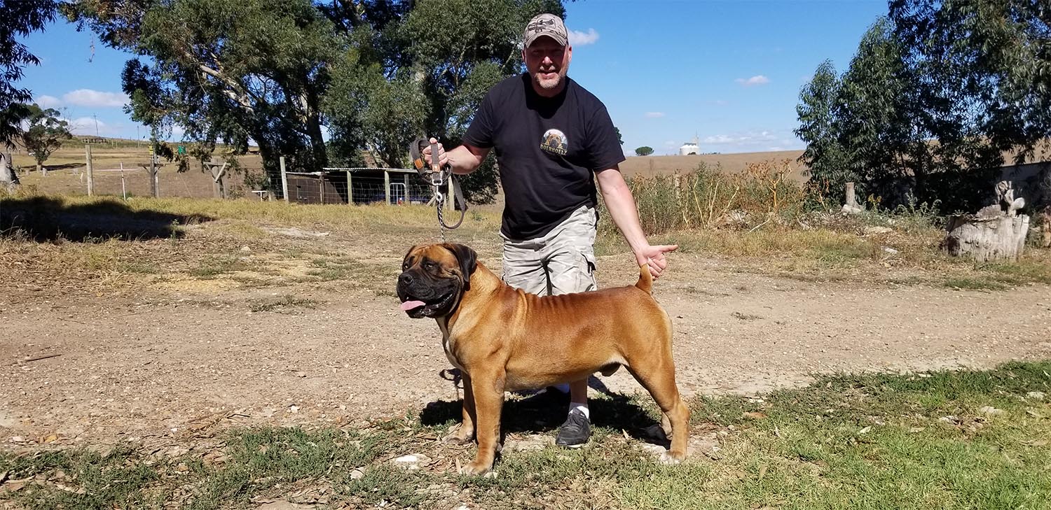 Züchter mit Boerboel Züchter mit Boerboel