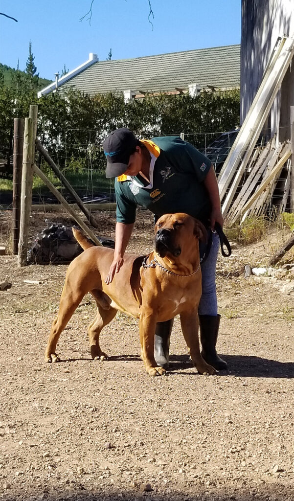 Boerboel Gesamterscheinung mit rotem Fell und Tiertrainerin Boerboel Gesamterscheinung mit rotem Fell