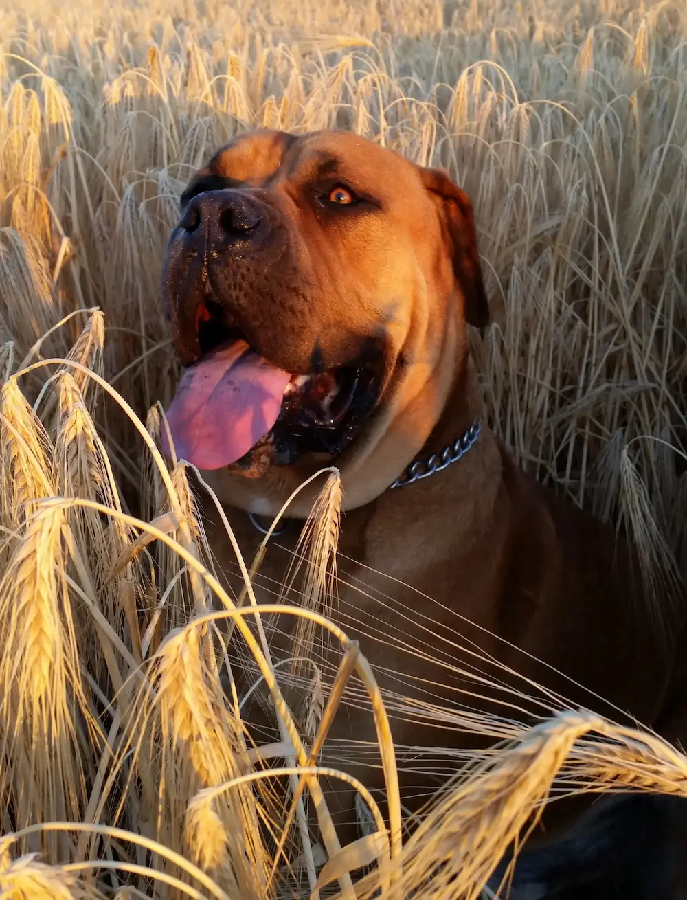 Boerboel Listenhund