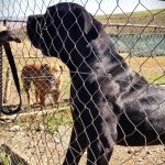 Schwarzer glänzender Boerboel sehr aufmerksam schwarzer glänzender Boerboel sehr aufmerksam