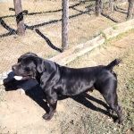 Schwarzer junger Boerboel Rüde schwarzer junger Boerboel Rüde wachsam