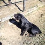 Schwarzer sitzender Boerboel Rüde schwarzer sitzender Boerboel Rüde