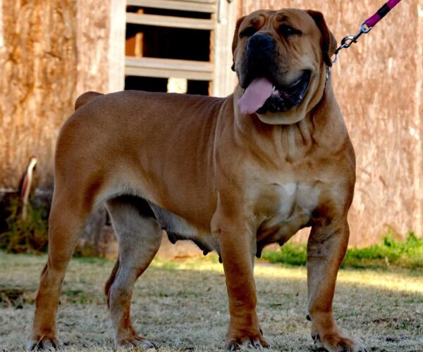 A stuning Boerboel female with a wide chest Mächtige Boerboel Hündin in Pose