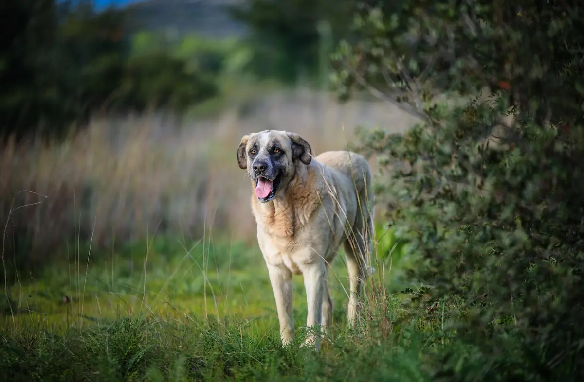 Der Boerboel im Vergleich mit anderen Mastiff Typen