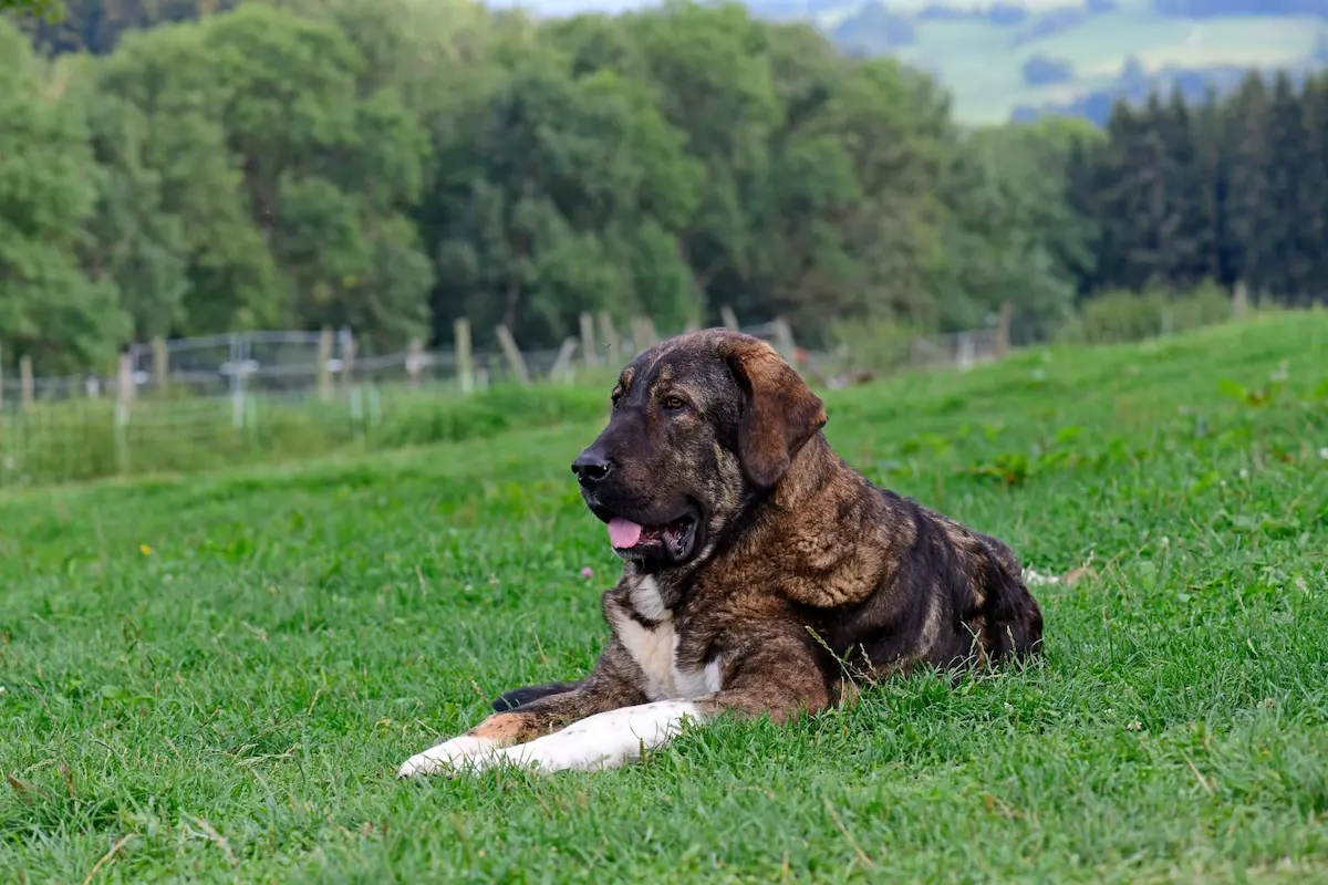 Der Boerboel im Vergleich mit anderen Mastiff Typen
