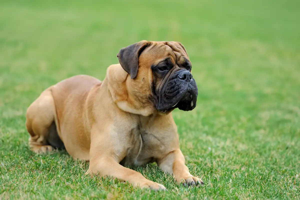 Der Boerboel im Vergleich mit anderen Mastiff Typen
