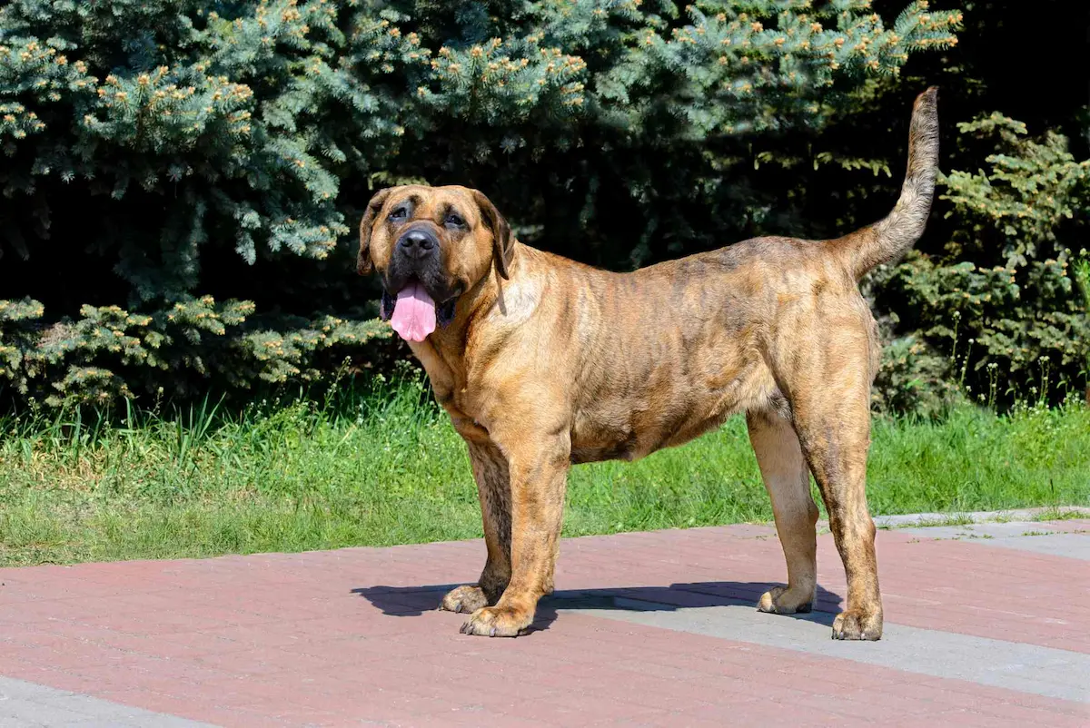 Der Boerboel im Vergleich mit anderen Mastiff Typen