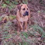 Boerboel Herbst Wald Boerboel Rüde Budgess im Herbst im Wald