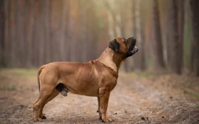 Internationale Verbreitung des Boerboels