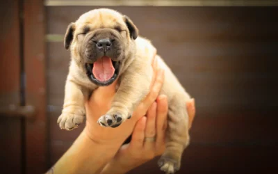 Die schönsten Boerboel Namen