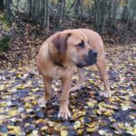 Boerboel Rüde Budgess immer auf der Lauer Boerboel Rüde Budgess immer auf der Lauer