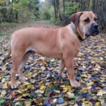 Boerboel Rüde Budgess macht eine nette Beobachtung Boerboel Rüde Budgess macht eine nette Beobachtung