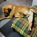 Boerboel Rüde Budgess stretching out in the house Boerboel Rüde Budgess stretching out in the house