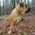 Boerboel Rüde Budgess im Wald von Boerboelz.com Boerboel Rüde Budgess im Wald von Boerboelz.com