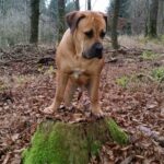 20141205_100Junger Boerboel Rüde Budgess auf Baumstumpf543 Junger Boerboel Rüde Budgess auf Baumstumpf