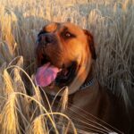 Südafrikanischer Mastiff im Getreide Feld Südafrikanischer Mastiff im Getreide Feld