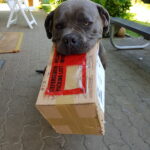 Boerboel Hündin bei der Arbeit - Pakete austeilen Boerboel Hündin bei der Arbeit - Pakete austeilen