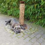 Relaxing Boerboel Hündin Lou schwarz dilute vor dem Bambus Relaxing Boerboel Hündin Lou schwarz dilute vor dem Bambus