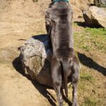 Boeboel Lou schwarz dilute Hinterbeine Boeboel Lou schwarz dilute Hinterbeine