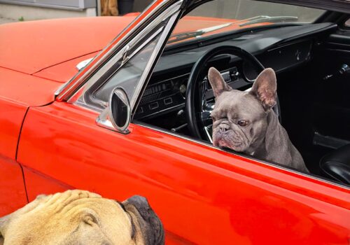 Boerboel Bruce and his girlfriend Mustang 1965 Boerboel Bruce and his girlfriend Mustang 1965