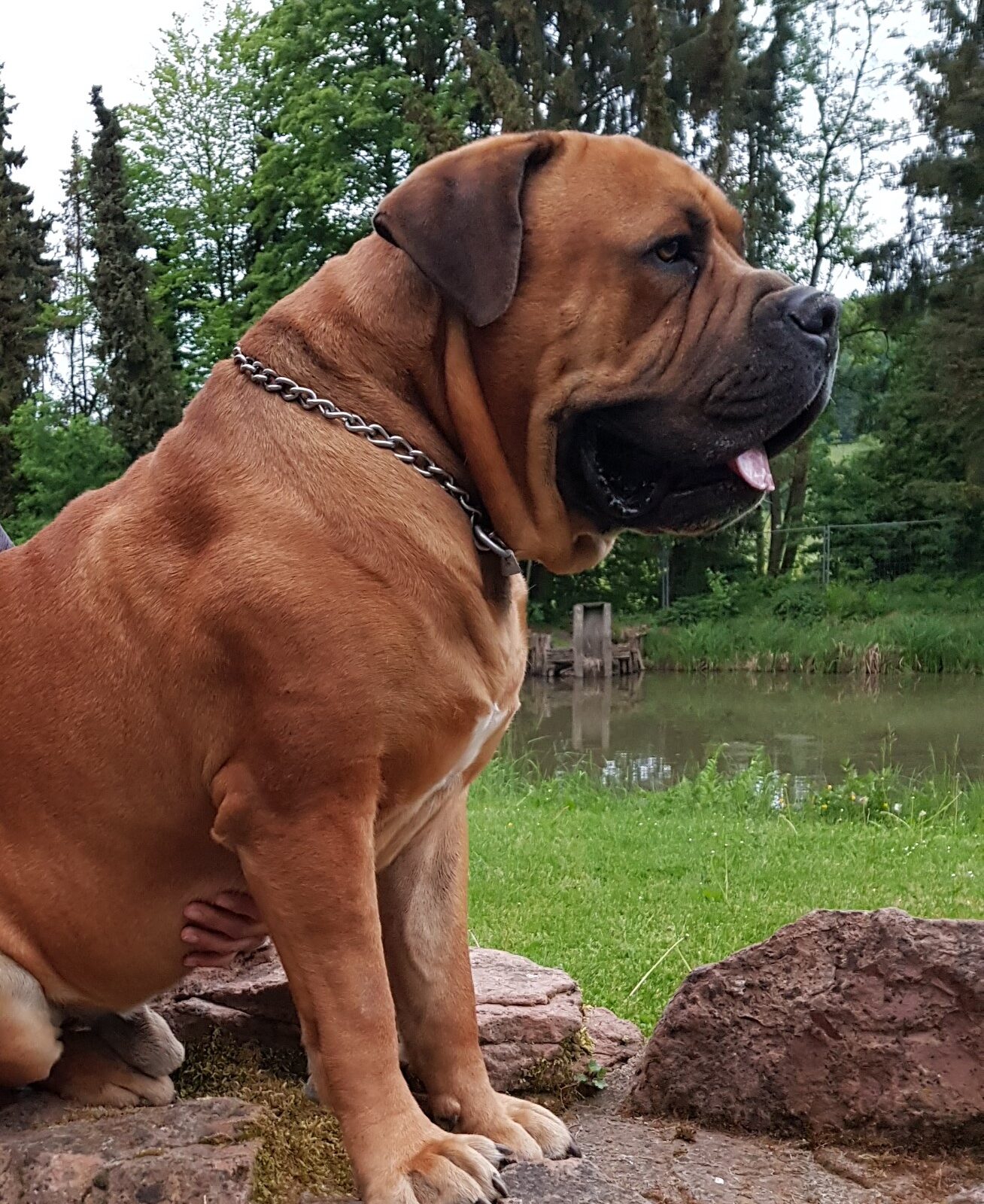 roter Boerboel Budgess 6 Jahre - Avontuur Anton Line roter Boerboel Budgess 6 Jahre - Avontuur Anton Line