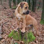 Boerboel Rüde Budgess auf Baumstumpf mit Moos im Wald Boerboel Rüde Budgess auf Baumstumpf mit Moos im Wald