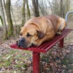Boerboel Budgess völlig relaxed