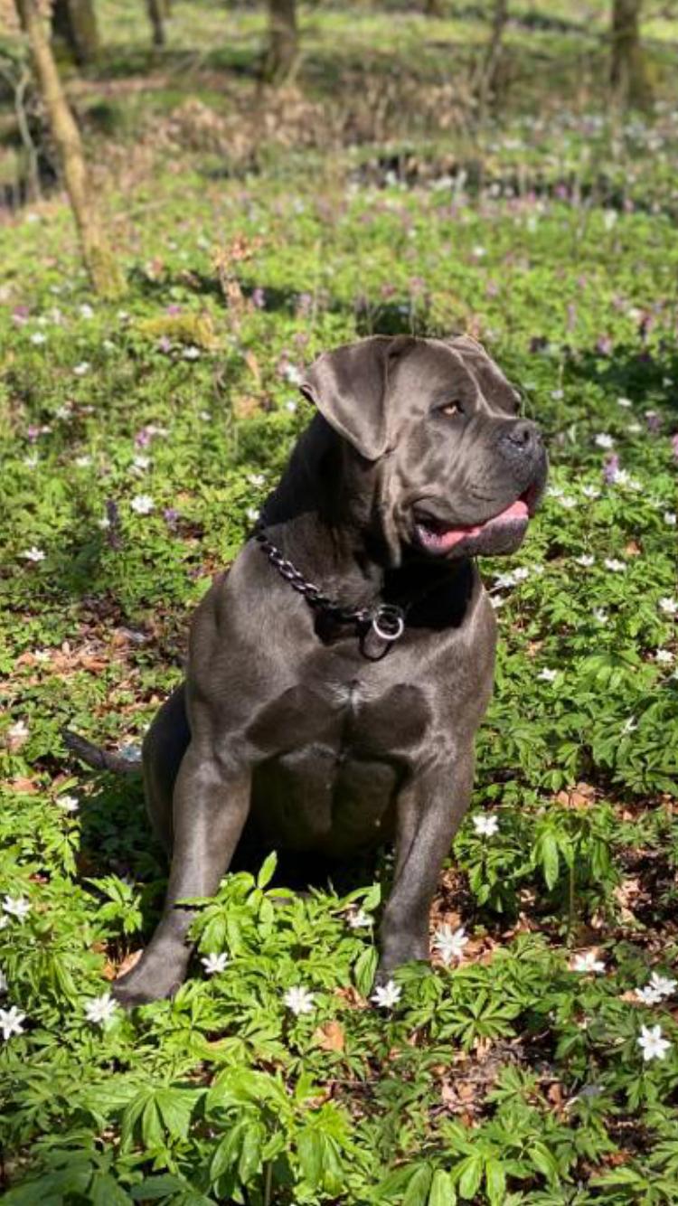 Boerboel Hündin Lou im Wald sehr aufmerksam Boerboel Hündin Lou im Wald sehr aufmerksam