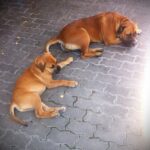 Boerboel Hündin Roosje & Baby Boerboel Budgess Boerboel Hündin Roosje & Baby Boerboel Budgess