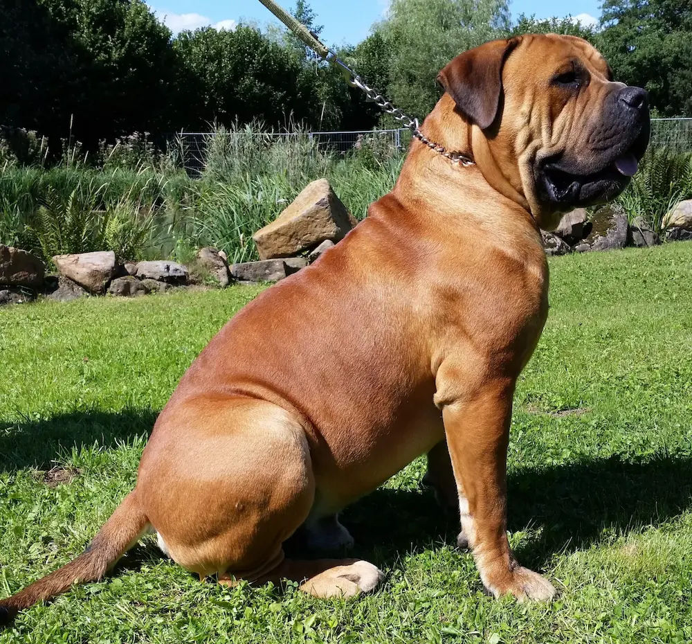 Boerboel Hund an der Leine Boerboel Hund an der Leine