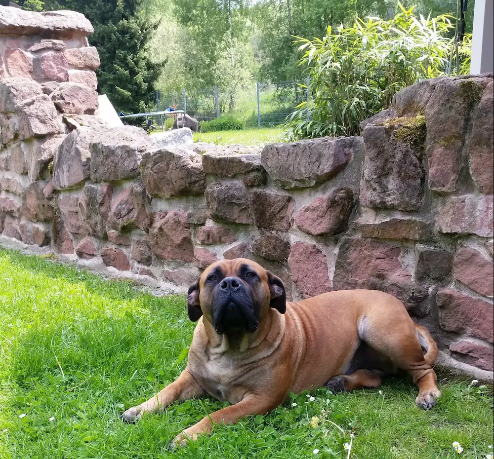 Boerboel Hund liegt vor Steinmauer Boerboel Hund liegt vor Steinmauer