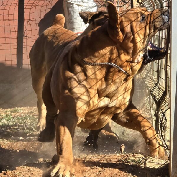 Roter Boerboel in Action Boerboel Kairov in Action