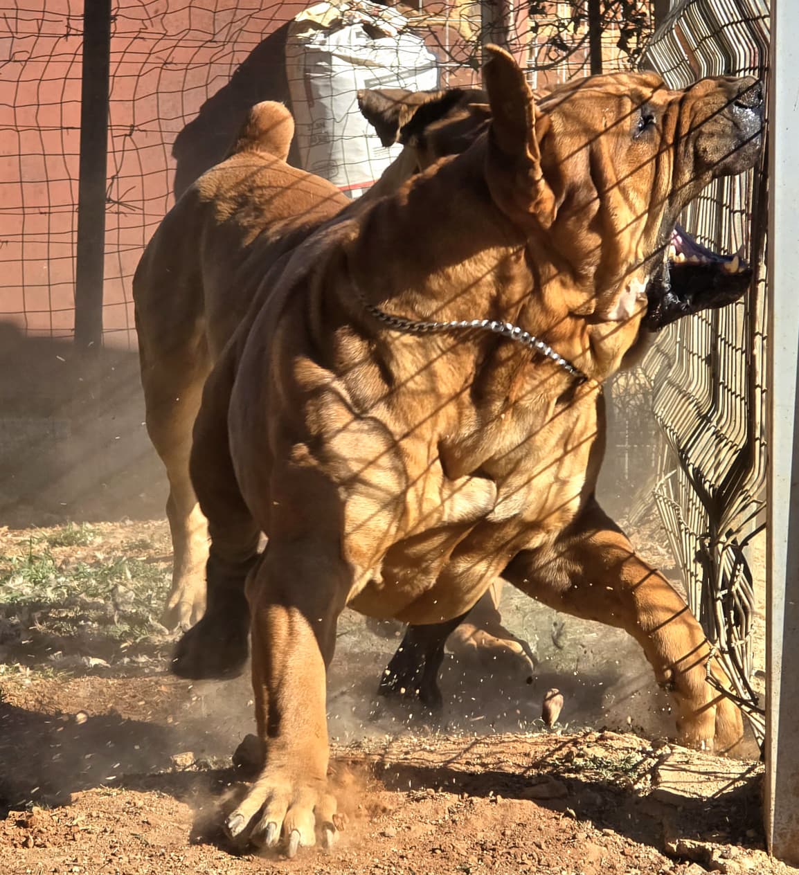 Roter Boerboel in Action Boerboel Kairov in Action