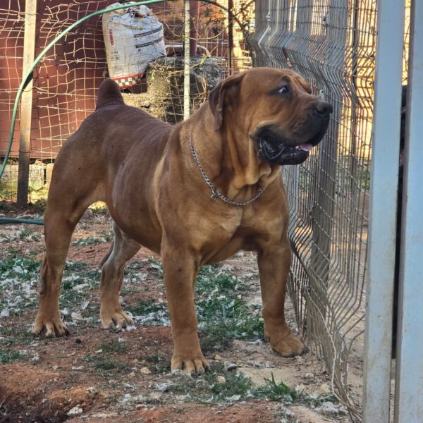 Boerboel is ready to take off Boerboel Kairov is ready to take off