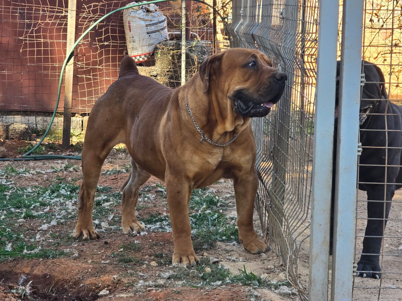 Boerboel is ready to take off Boerboel Kairov is ready to take off