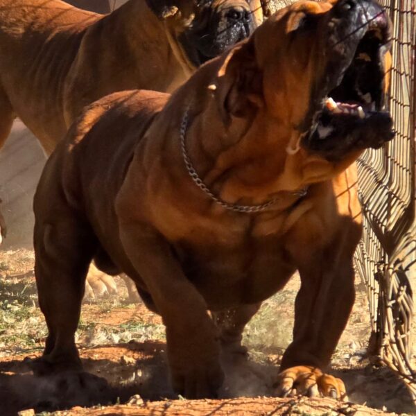 red Boerboel very alert Boerboel Kairov very alert