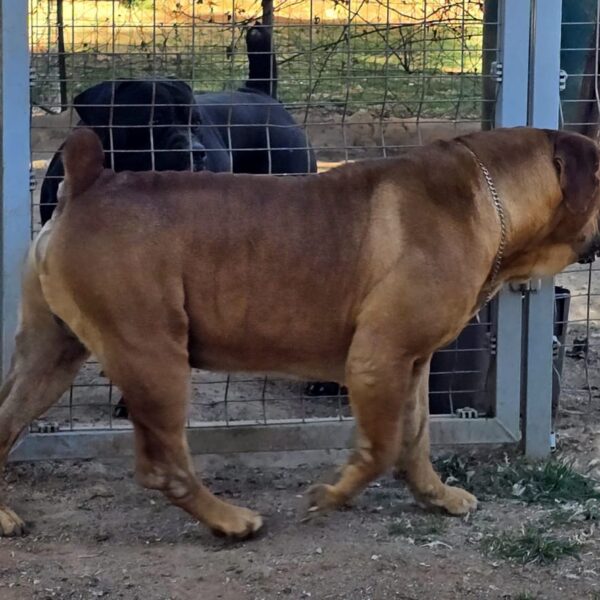 Boerboel with a perfect topline Boerboel Kairov with a perfect toppline