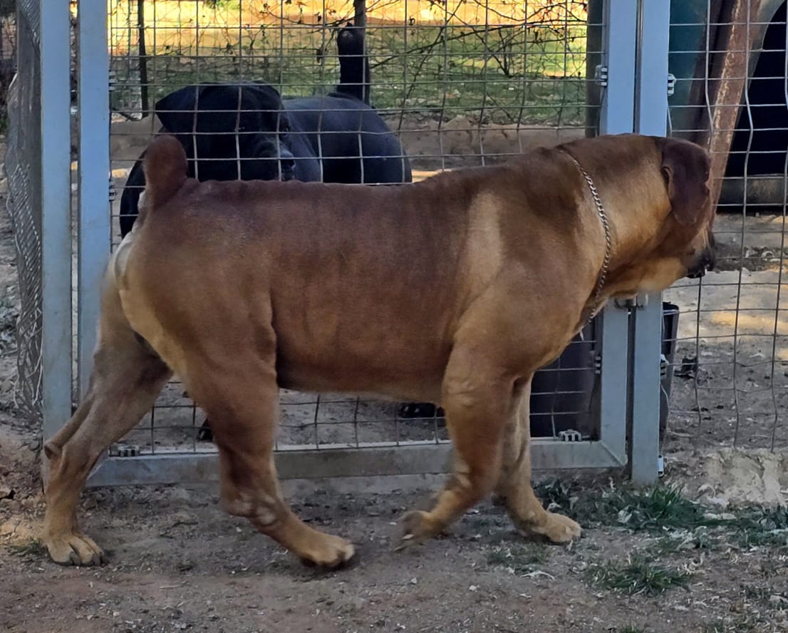 Boerboel with a perfect topline Boerboel Kairov with a perfect toppline