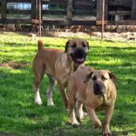 Boerboel Rüde & Hündin 6,5 Monate alt im Garten Boerboel Rüde & Hündin 6,5 Monate alt im Garten