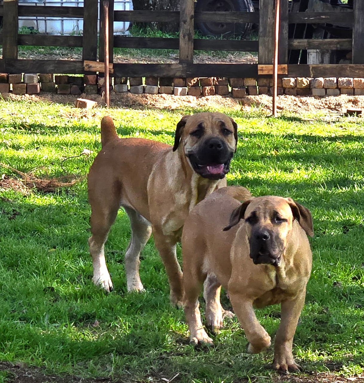 Boerboel Rüde & Hündin 6,5 Monate alt im Garten Boerboel Rüde & Hündin 6,5 Monate alt im Garten
