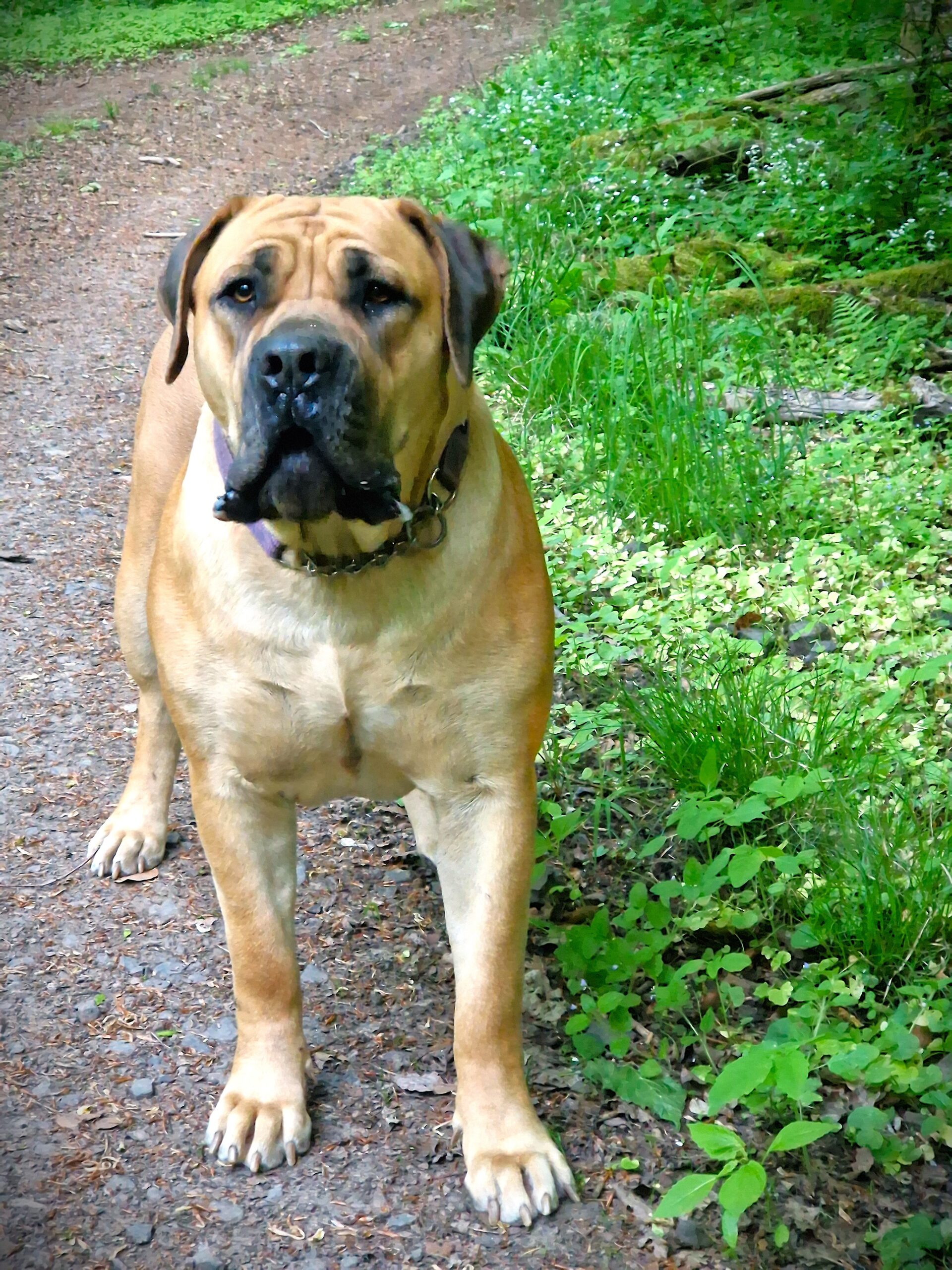 massive Boerboel Hündin Schloempf im Wald massive Boerboel Hündin Schloempf im Wald